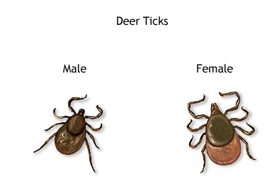 Tick bite first aid - Tick Safe and the Mozzie Team